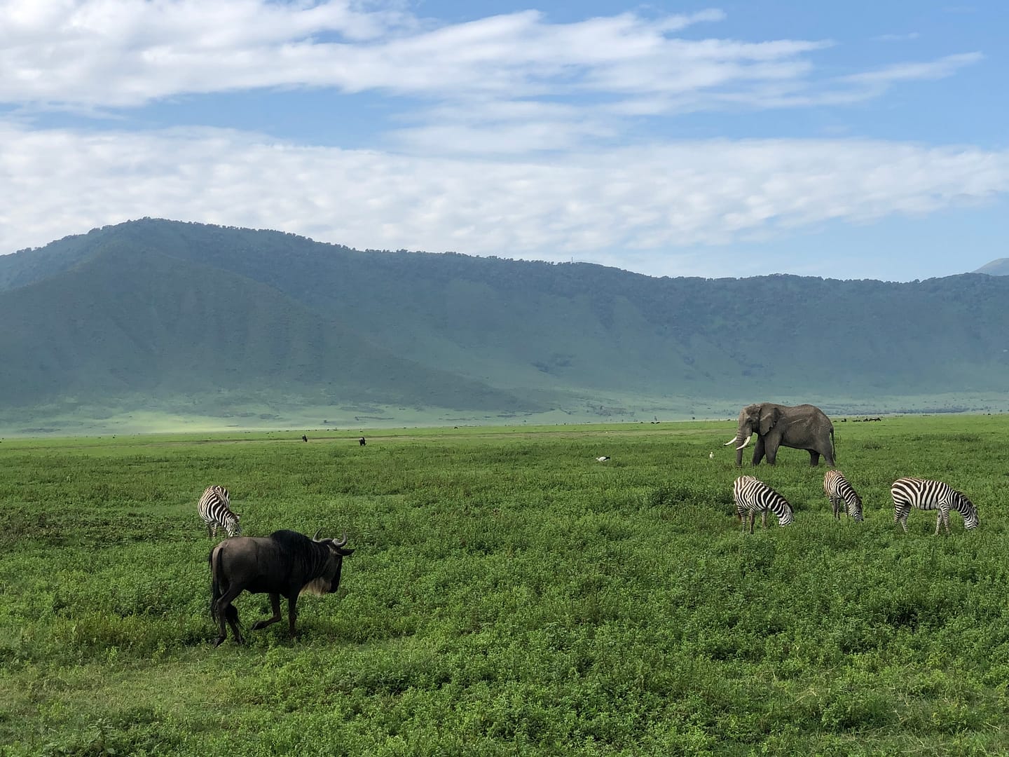 An elephant, wildebeest, and zebras stand in the African plains of Tanzania, the ultimate safari destination