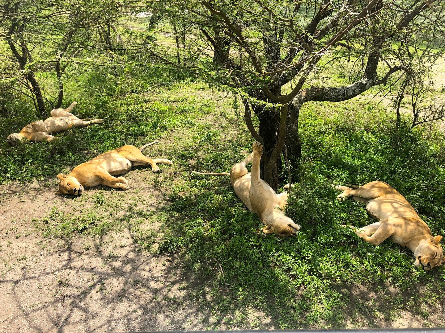 A pride of lions lounge in the Serengeti sun