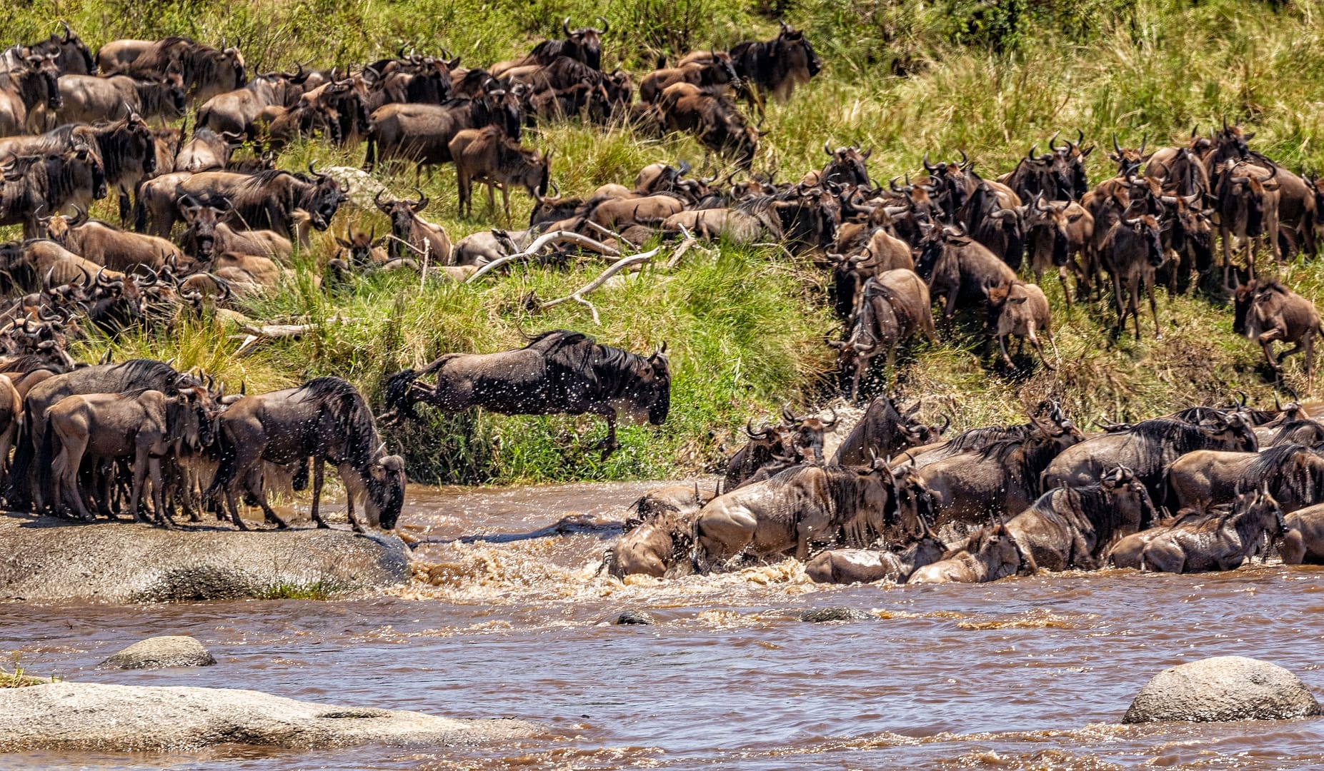 Wildebeest cross the Mara River during a Serengeti safari