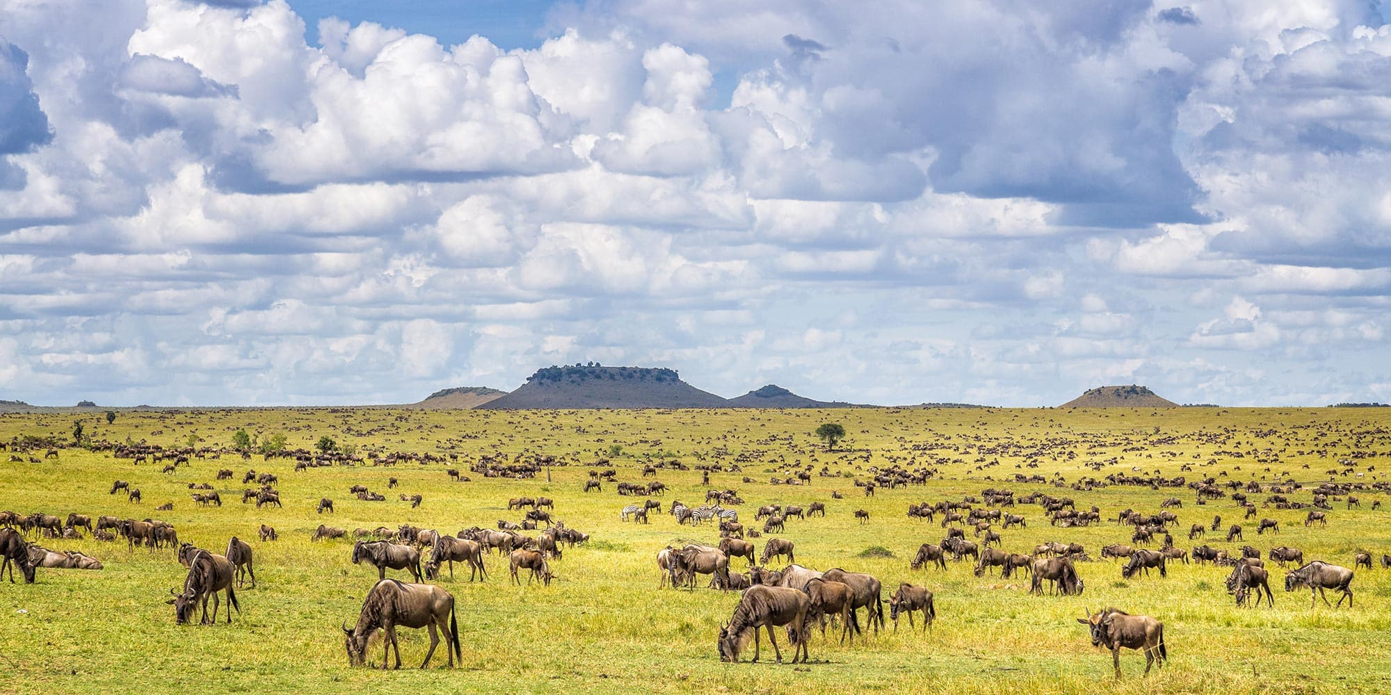 Wildebeest viewing during one of the best times to visit Tanzania