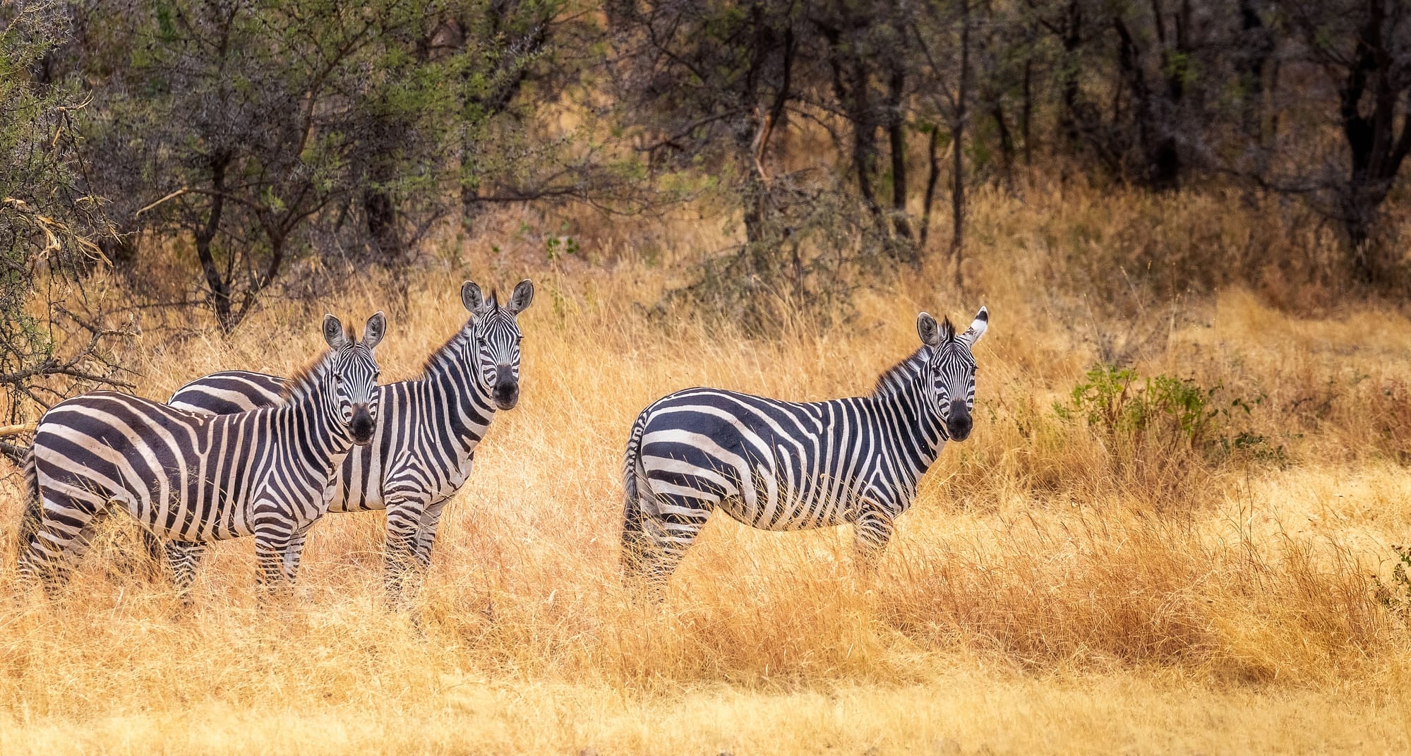 Zebras stand in the African grassland. The perfect view for listening to safari songs.