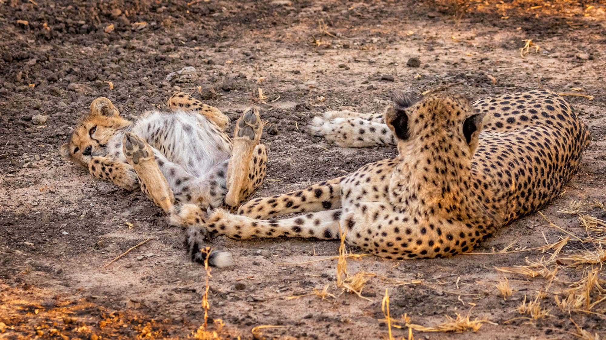 Two cheetahs relax in the dirt
