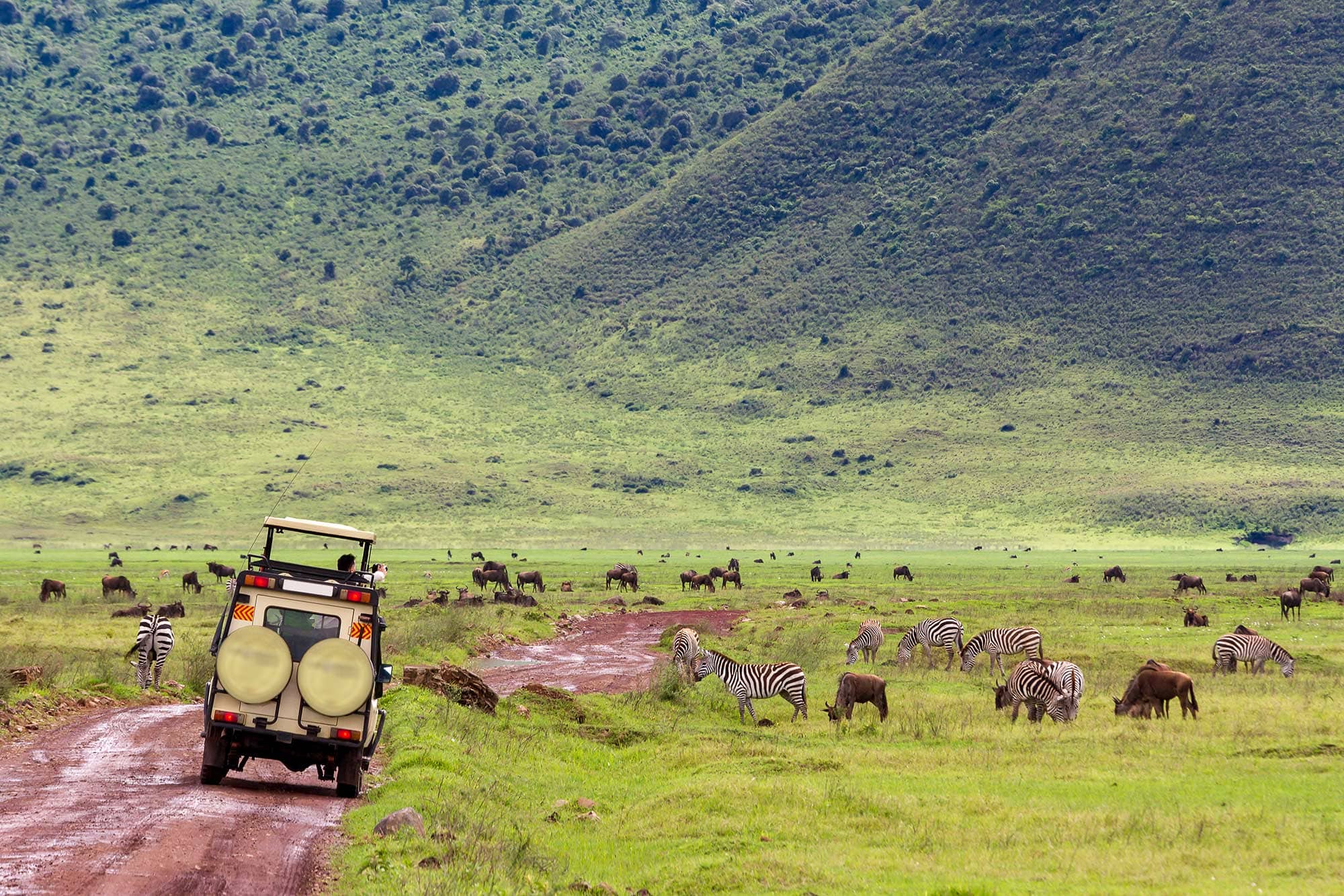 A safari vehicle drives along a dirt path past wildlife in the Ngorongoro Crater
