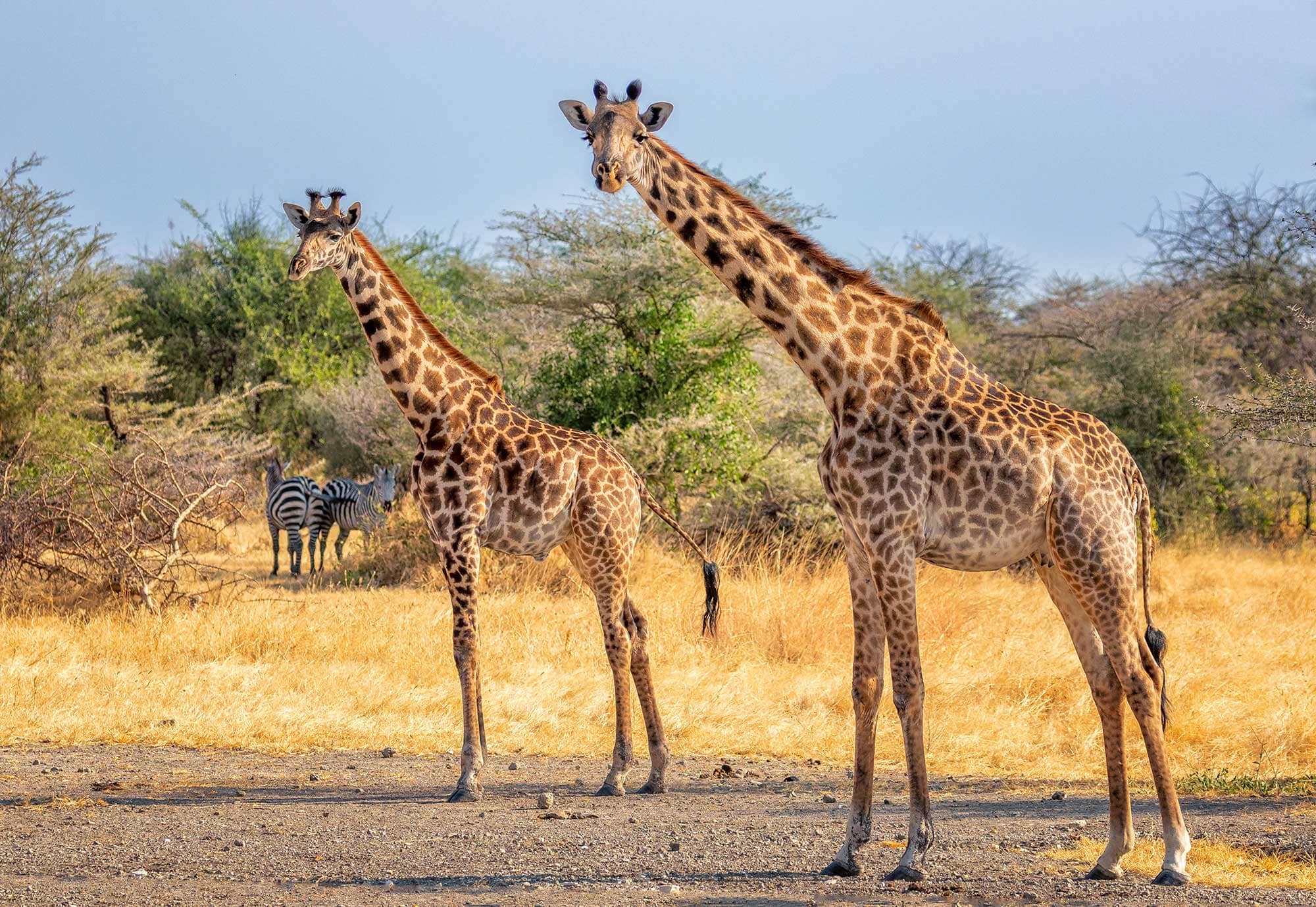 Two giraffes look over towards the viewer