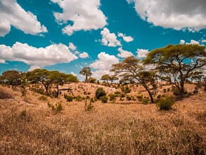 Landscape view seen on a Tarangire preplanned safari