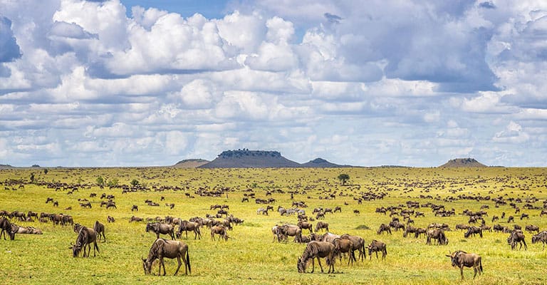Wildebeest punctuate the grasslands of the Serengeti, one of the best African safaris
